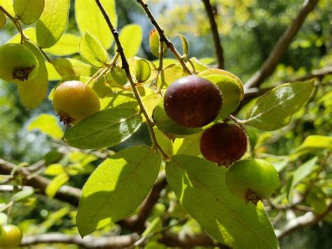 florida deerberry